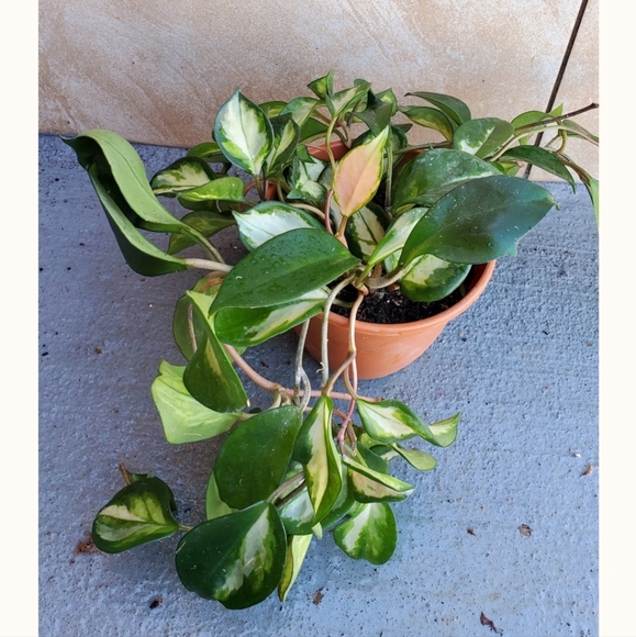 Hoya Krimson Princess 5" pot - Picture 4 of 5